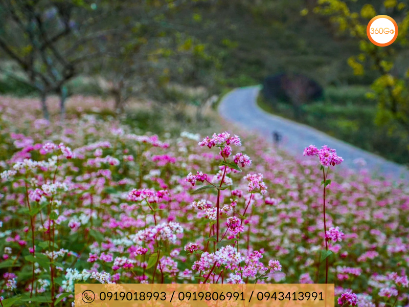 Chọn đúng thời điểm để ngắm vẻ đẹp trọn vẹn nhất - Du lịch 360Go